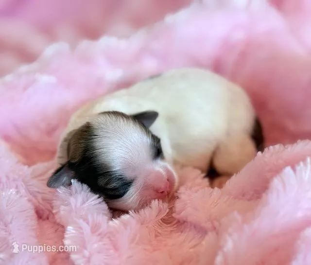 Blossom – Mal Shi puppy for sale in Hawarden, IA