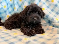 Jeb, a male Yorkipoo for sale in Hawarden, IA – 2 of 10