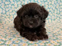 Dakotah, a male Shihpoo for sale in Hawarden, IA – 6 of 10