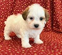 Diego, a male Shihpoo for sale in Hawarden, IA – 10 of 10