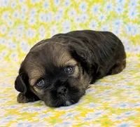 Flirt, a female Shihpoo for sale in Hawarden, IA – 6 of 9