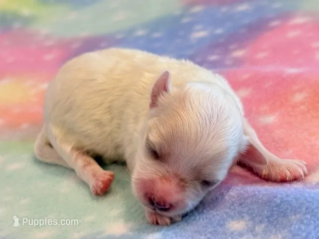 Nugget – Maltipoo puppy for sale in Hawarden, IA