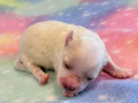 Nugget, a male Maltipoo for sale in Hawarden, IA – 1 of 5