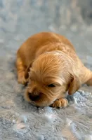 Lester, a male Cockapoo for sale in Hawarden, IA – 2 of 6