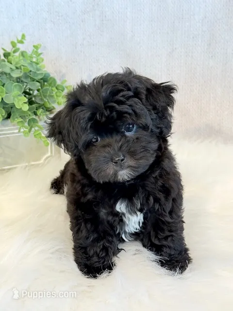 Dakotah – Shihpoo puppy for sale in Hawarden, IA