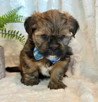 Oakley, a male Shorkie for sale in Hawarden, IA – 6 of 10