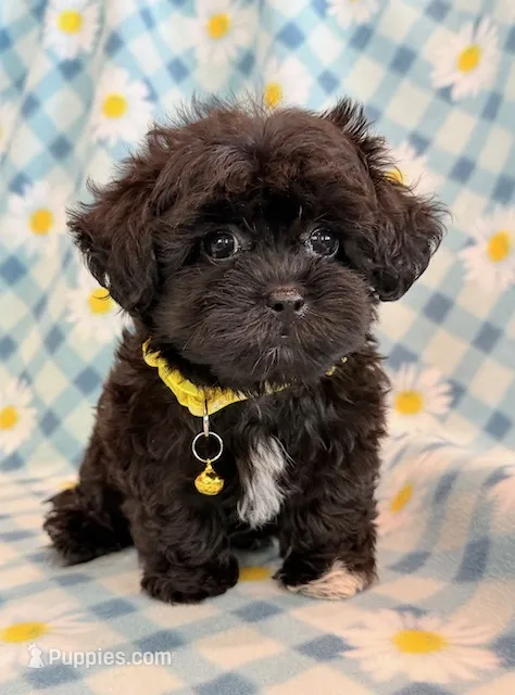 Dexter – Shihpoo puppy for sale in Hawarden, IA