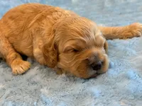 Leo, a male Cockapoo for sale in Hawarden, IA – 2 of 6