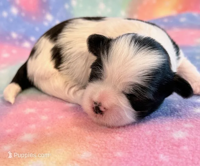 Spencer – Mal Shi puppy for sale in Hawarden, IA