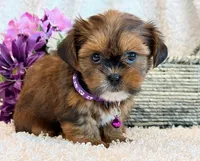 Nuka, a female Shorkie for sale in Hawarden, IA – 3 of 10