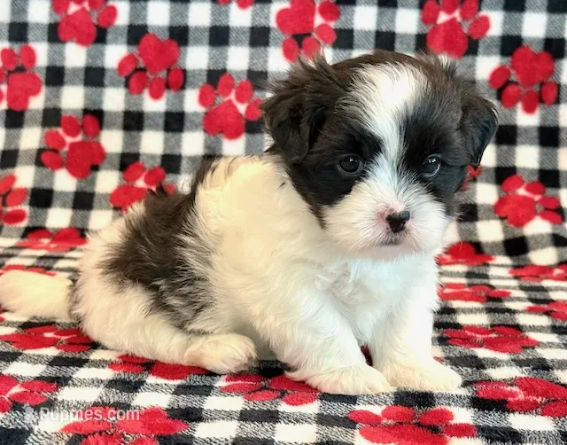 Herbie – Mal Shi puppy for sale in Hawarden, IA