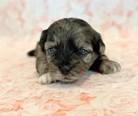 Freckles, a female Shihpoo for sale in Hawarden, IA – 6 of 9