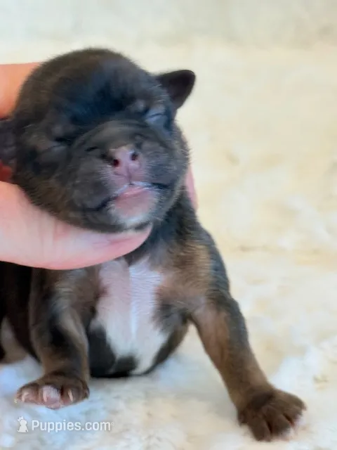 Oakley – Shorkie puppy for sale in Hawarden, IA