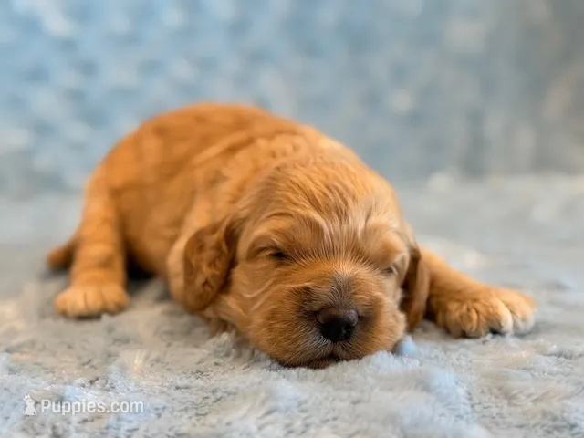 Leo – Cockapoo puppy for sale in Hawarden, IA