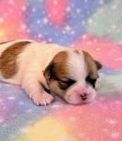 Stella, a female Mal Shi for sale in Hawarden, IA – 2 of 8