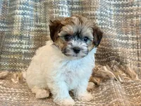 Nemo, a male Maltipoo for sale in Hawarden, IA – 8 of 10