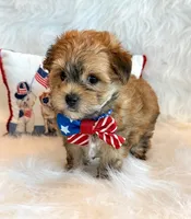 Kato, a male Morkie for sale in Hawarden, IA – 5 of 10