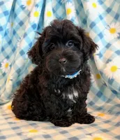 Jeb, a male Yorkipoo for sale in Hawarden, IA – 6 of 10