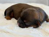 O'Malley, a male Shorkie for sale in Hawarden, IA – 5 of 6
