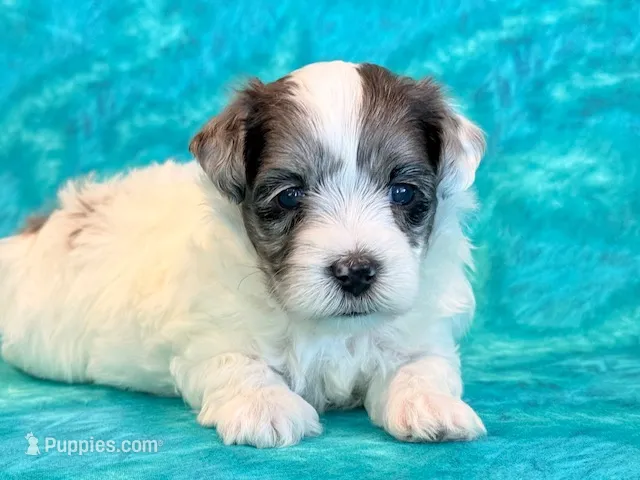 Newton – Maltipoo puppy for sale in Hawarden, IA