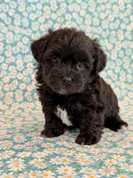 Dakotah, a male Shihpoo for sale in Hawarden, IA – 2 of 10