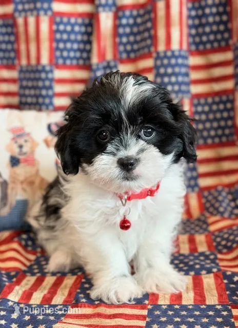 Baylor – Mal Shi puppy for sale in Hawarden, IA