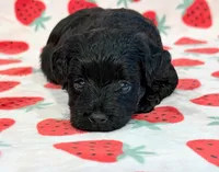 Josie, a female Yorkipoo for sale in Hawarden, IA – 6 of 7