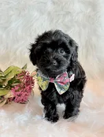 Josie, a female Yorkipoo for sale in Hawarden, IA – 10 of 10