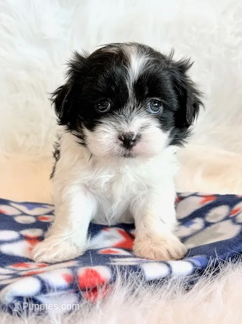 Baylor – Mal Shi puppy for sale in Hawarden, IA