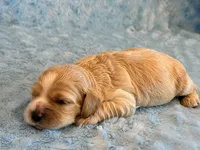 Lincoln, a male Cockapoo for sale in Hawarden, IA – 2 of 5