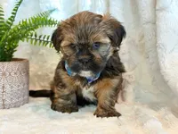 Oakley, a male Shorkie for sale in Hawarden, IA – 4 of 10