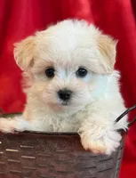 Nugget, a male Maltipoo for sale in Hawarden, IA – 10 of 10