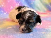 Charlotte, a female Maltipoo for sale in Hawarden, IA – Photo 2 of 7
