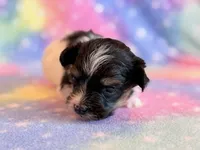 Charlotte, a female Maltipoo for sale in Hawarden, IA – Photo 3 of 7