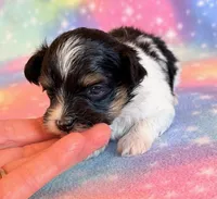 Charlotte, a female Maltipoo for sale in Hawarden, IA – Photo 7 of 7