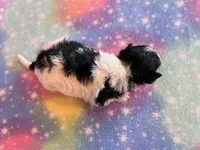 Charlotte, a female Maltipoo for sale in Hawarden, IA – Photo 4 of 7