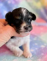 Charlotte, a female Maltipoo for sale in Hawarden, IA – Photo 6 of 7