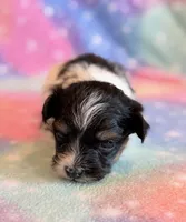 Charlotte, a female Maltipoo for sale in Hawarden, IA – Photo 5 of 7