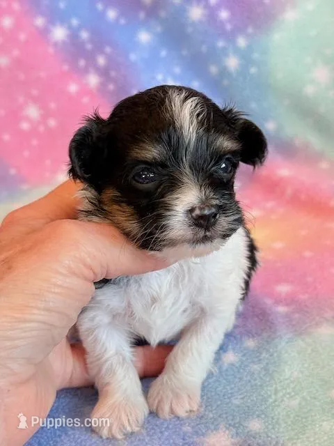 Charlotte – Maltipoo puppy for sale in Hawarden, IA