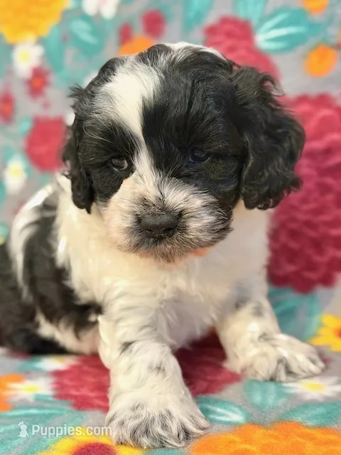 Ranger – Cockapoo puppy for sale in Hawarden, IA