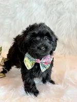 Josie, a female Yorkipoo for sale in Hawarden, IA – 4 of 10