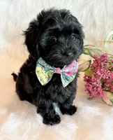 Josie, a female Yorkipoo for sale in Hawarden, IA – 7 of 10