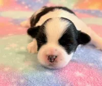 Sidney, a male Mal Shi for sale in Hawarden, IA – 9 of 9