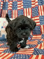 Dexter, a male Shihpoo for sale in Hawarden, IA – 4 of 9