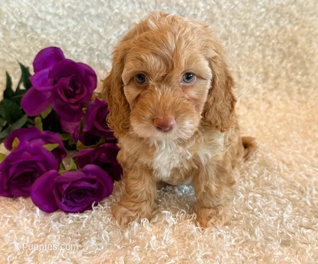 Ellie – Cockapoo puppy for sale in Hawarden, IA