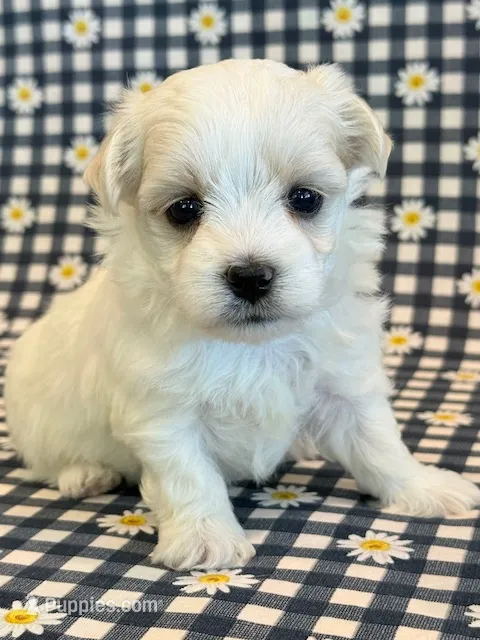 Nugget – Maltipoo puppy for sale in Hawarden, IA