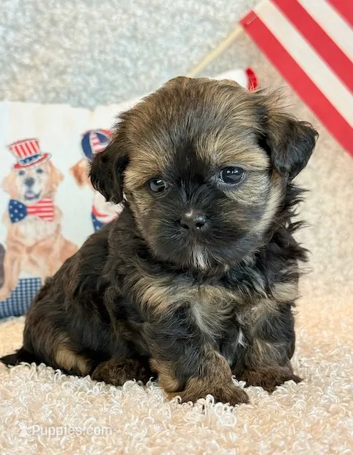 Flirt – Shihpoo puppy for sale in Hawarden, IA