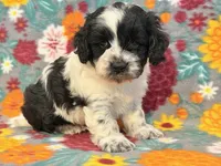Ranger, a male Cockapoo for sale in Hawarden, IA – 4 of 6
