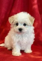 Nugget, a male Maltipoo for sale in Hawarden, IA – 4 of 10
