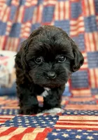Dexter, a male Shihpoo for sale in Hawarden, IA – 3 of 9
